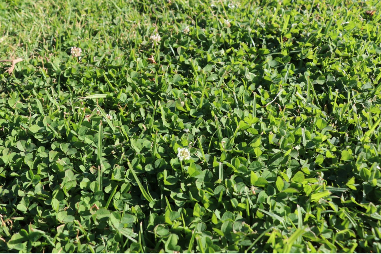 Weeds That Look Like Clover